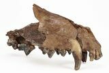 Fossil Mosbach Wolf (Canis) Partial Mandible - France #218721-1